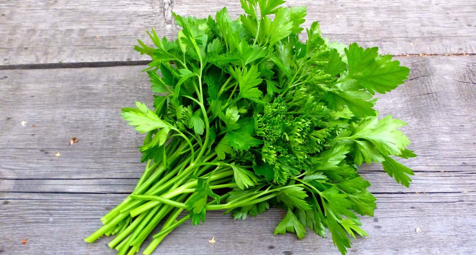 5+Best Coriander Substitutes Options for 2021